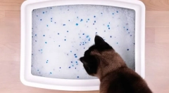 Cât de des ar trebui kak cat?